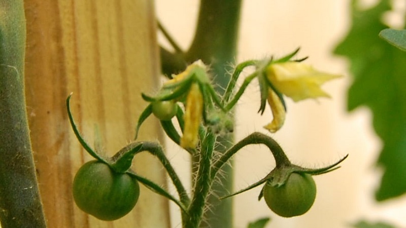 Comment et quoi nourrir les tomates pendant la floraison et la nouaison pour obtenir une riche récolte de grosses tomates