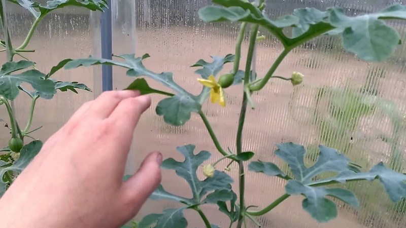 Comment et quand former correctement un melon en plein champ