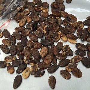 Comment faire germer correctement les graines de pastèque et que faire ensuite avec le matériel de plantation fini