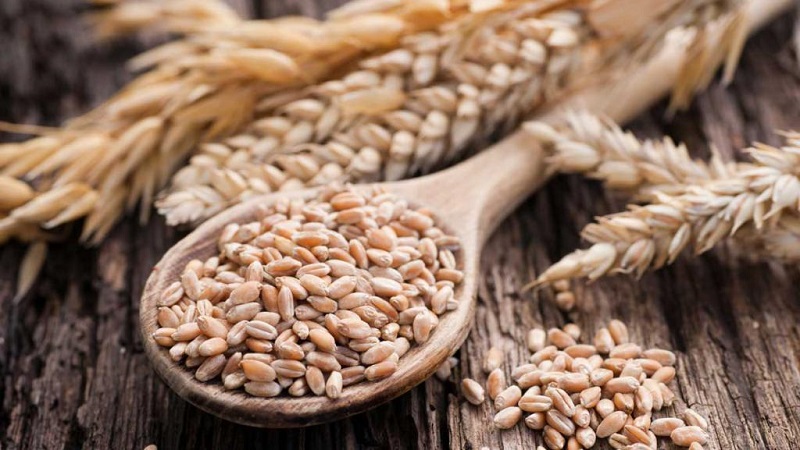 Comment faire germer de l'orge à la maison et à quoi ça sert