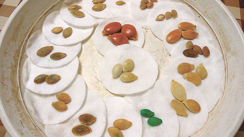 Comment choisir et préparer les graines de citrouille pour la plantation, puis en faire une excellente récolte