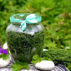 Comment saler l'aneth pour l'hiver dans des bocaux: recettes simples de ménagères expérimentées