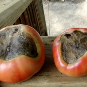 Un outil économique qui permet aux jardiniers expérimentés de traiter les tomates: le nitrate de calcium pour la pourriture grise