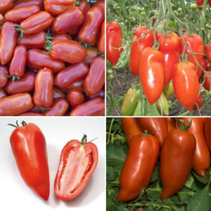 Tomate inhabituelle à la pulpe juteuse et au goût excellent - Cornabel F1