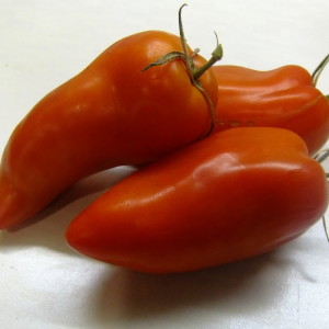 Tomate inhabituelle à la pulpe juteuse et au goût excellent - Cornabel F1