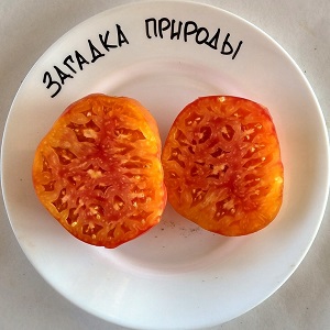 Variété à gros fruits, dont les résidents d'été sont ravis - Tomate Riddle of Nature