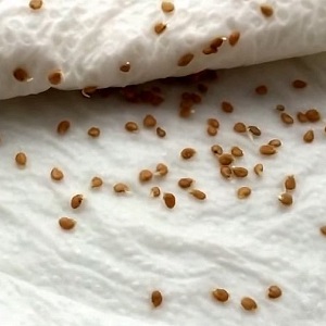 Variété à gros fruits, dont les résidents d'été sont ravis - Tomate Riddle of Nature