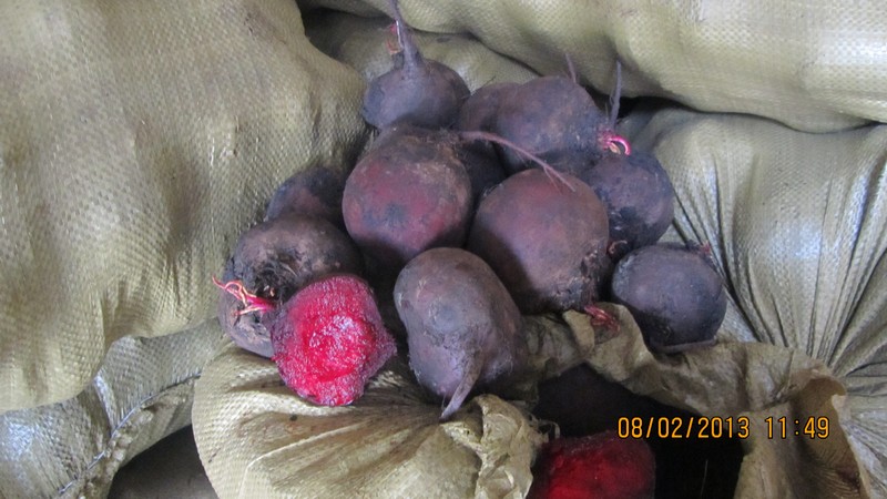 Les meilleures façons de stocker les betteraves: choisir la bonne et protéger la récolte de la détérioration