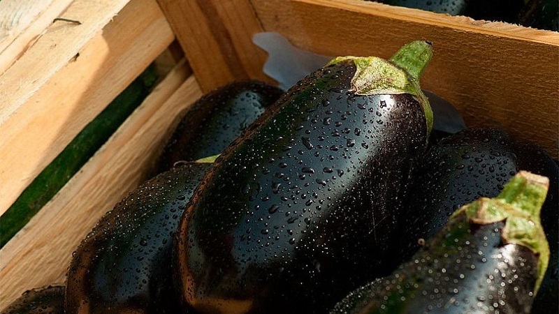 L'aubergine est-elle possible pour la gastrite: arguments pour et contre, modes d'utilisation acceptables