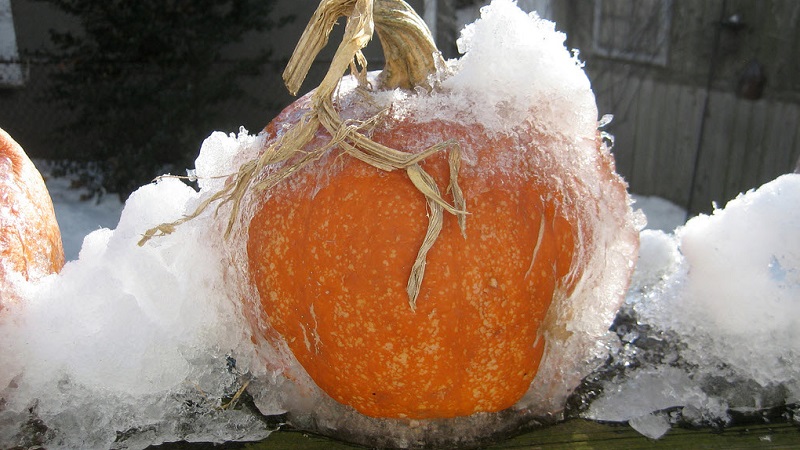 Est-il possible de congeler une citrouille tout en conservant le maximum de propriétés utiles: nous étudierons toutes les options possibles et choisirons la meilleure