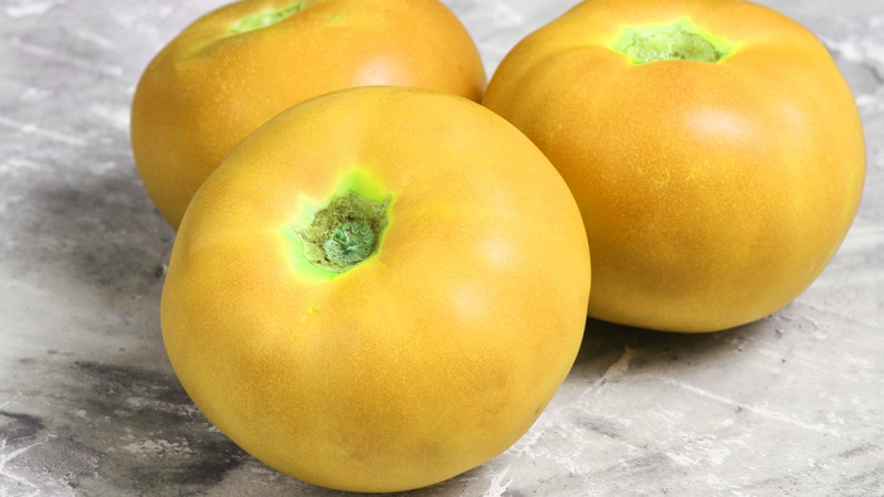 Nommée pour sa taille, la girafe tomate inhabituelle