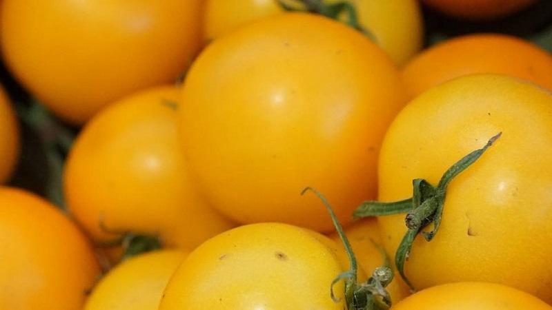Nommée pour sa taille, la girafe tomate inhabituelle