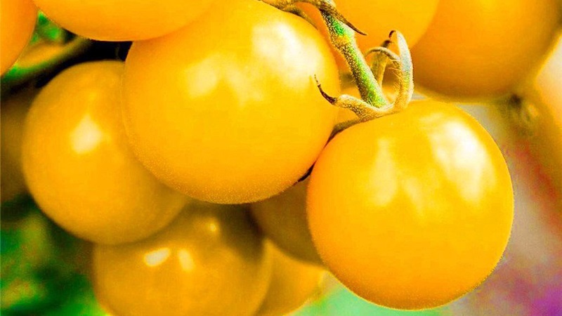 Nommée pour sa taille, la girafe tomate inhabituelle
