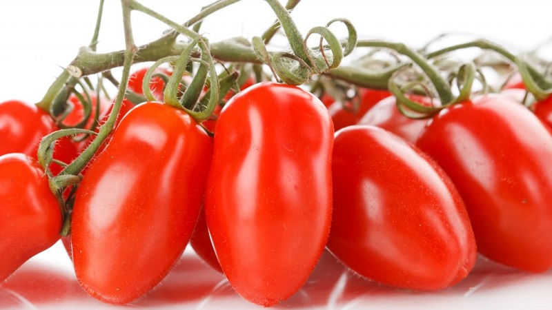 Non capricieux dans les soins et idéal pour mariner la tomate française en grappe: un aperçu de la variété et des nuances de soins