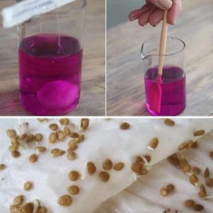 Non capricieux dans les soins et idéal pour mariner la tomate française en grappe: un aperçu de la variété et des nuances de soins