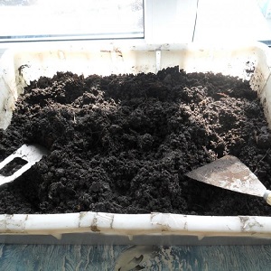 Non capricieux dans les soins et idéal pour mariner la tomate française en grappe: un aperçu de la variété et des nuances de soins