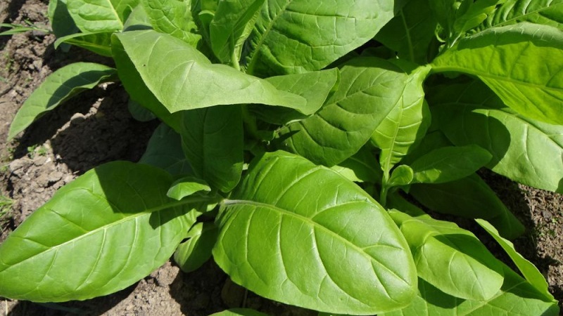 Tabac oriental doux facile d'entretien