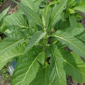 Tabac oriental doux facile d'entretien