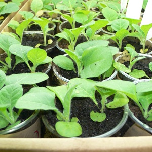 Tabac oriental doux facile d'entretien