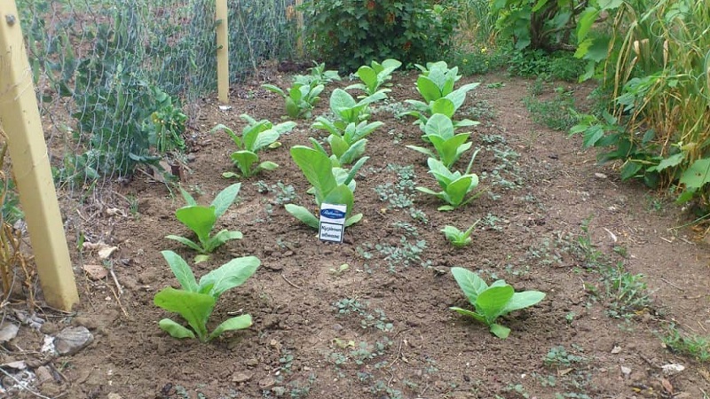 Tabac oriental doux facile d'entretien
