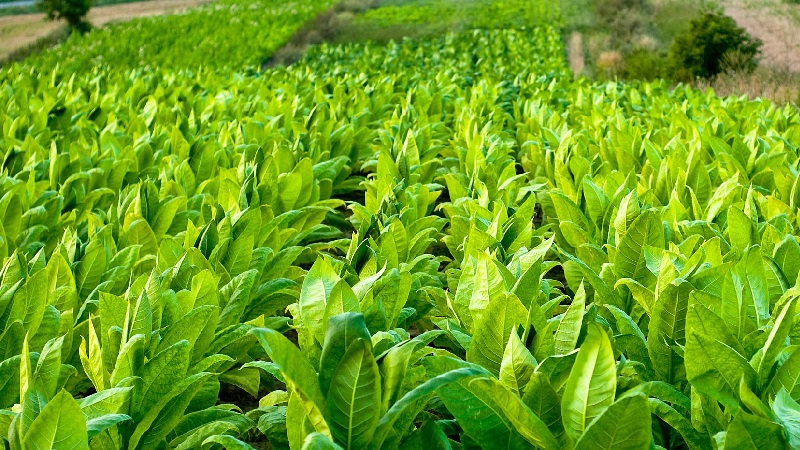 Tabac oriental doux facile d'entretien
