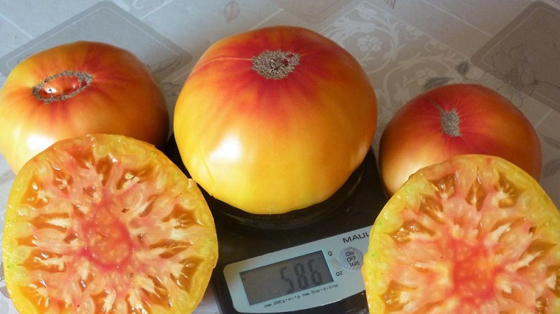 Salut au miel de tomate incroyablement doux et incroyablement beau