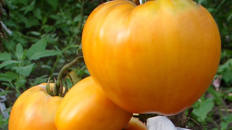 La nouvelle variété prometteuse que vous aimerez est la tomate King of Siberia: photos et traits distinctifs