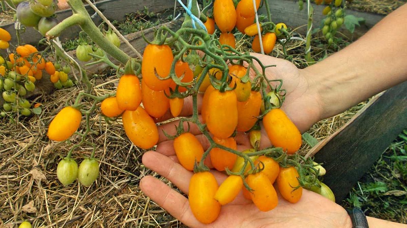 Adoré par les enfants et les adultes, un hybride de serre lumineux au goût fruité - Tomate Dattes jaunes