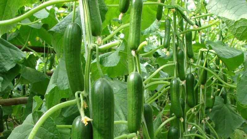 Concombres Stella très savoureux et productifs: nous apprenons à connaître la variété et essayons de la cultiver nous-mêmes