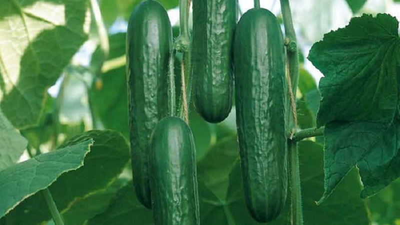 Concombres Stella très savoureux et fructueux: nous apprenons à connaître la variété et essayons de la cultiver nous-mêmes