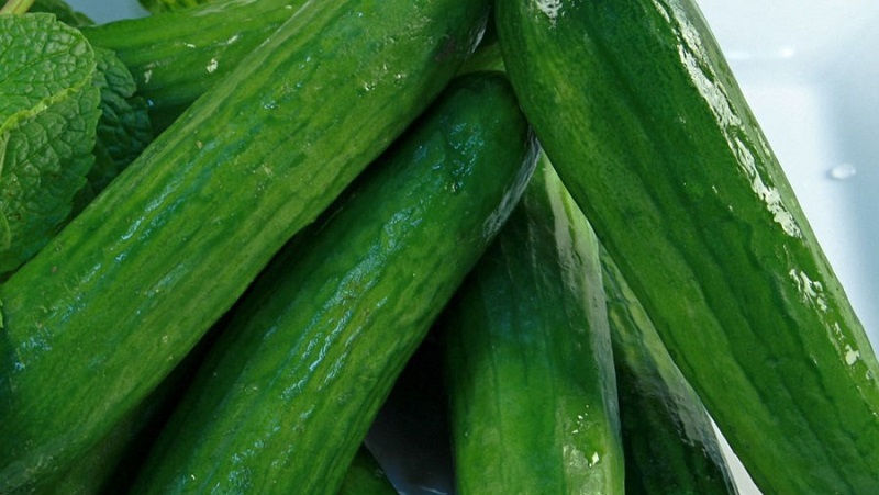 Concombres Stella très savoureux et productifs: nous apprenons à connaître la variété et essayons de la cultiver nous-mêmes