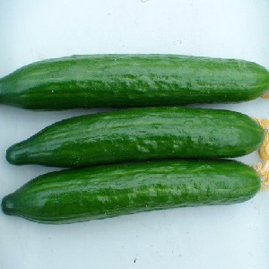 Concombres Stella très savoureux et fructueux: nous apprenons à connaître la variété et essayons de la cultiver nous-mêmes