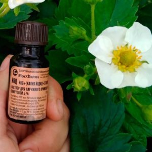 Secrets de résidents d'été expérimentés - Pulvériser des tomates avec de l'iode: le but du traitement et un guide étape par étape pour sa mise en œuvre