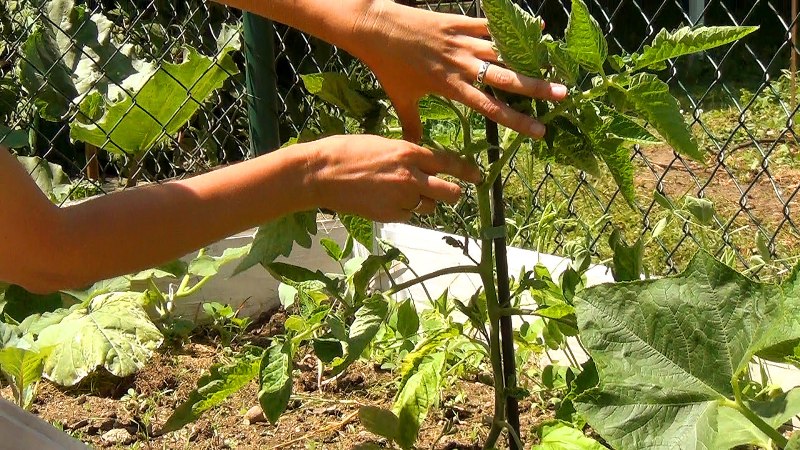 Caractéristiques de la culture d'un hybride de tomates Tornado