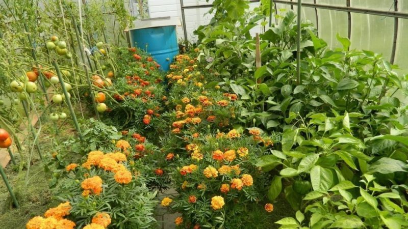 Nous corrigeons le soin des tomates: pourquoi les tomates ne fleurissent pas dans la serre comment bien aider les buissons