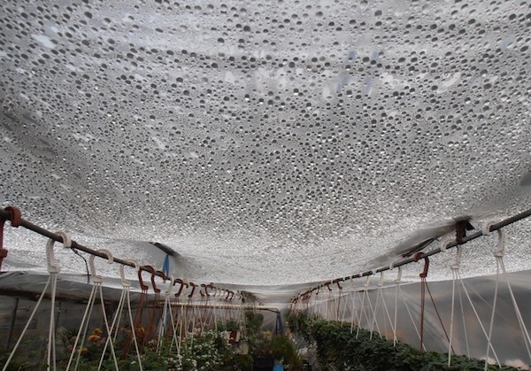 Nous corrigeons le soin des tomates: pourquoi les tomates ne fleurissent pas dans la serre comment bien aider les buissons