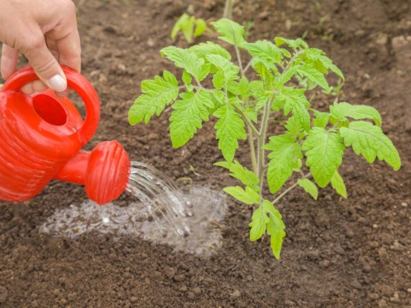 Règles simples pour un rendement record de tomates - Nourrir les tomates avec de l'urée: pourquoi est-ce nécessaire et comment le faire