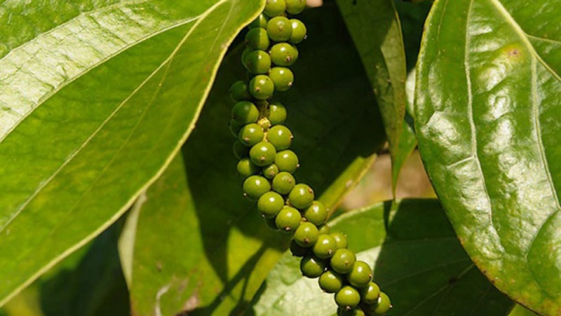 Les avantages et les inconvénients du poivre noir, ainsi que les moyens de l'utiliser en cuisine, en cosmétologie et en médecine traditionnelle