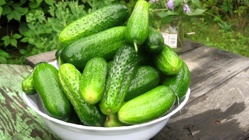 Avantages pour la santé et méfaits des concombres amers