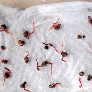 Instructions étape par étape pour planter des betteraves au printemps en pleine terre et en prendre davantage soin