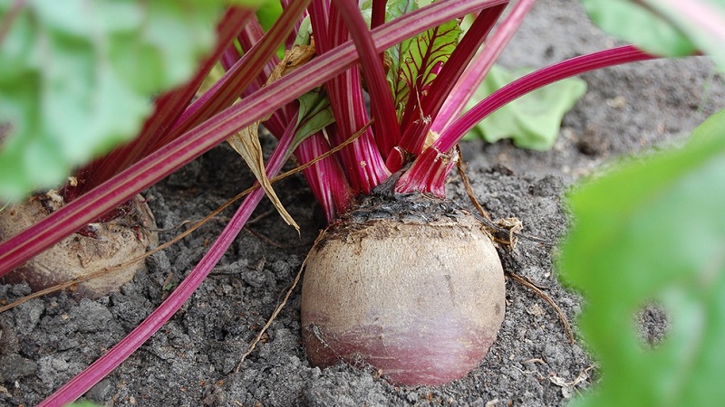Instructions étape par étape pour planter des betteraves au printemps en pleine terre et en prendre davantage soin