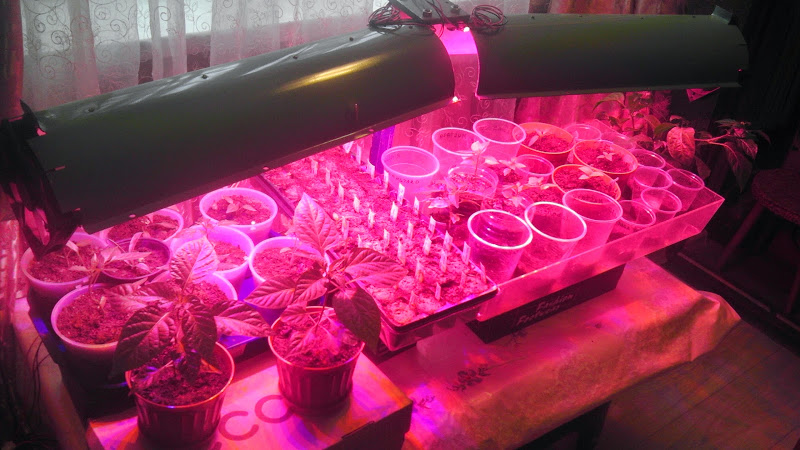 Instructions étape par étape pour la culture de semis de poivron à la maison pour les cultivateurs de légumes novices