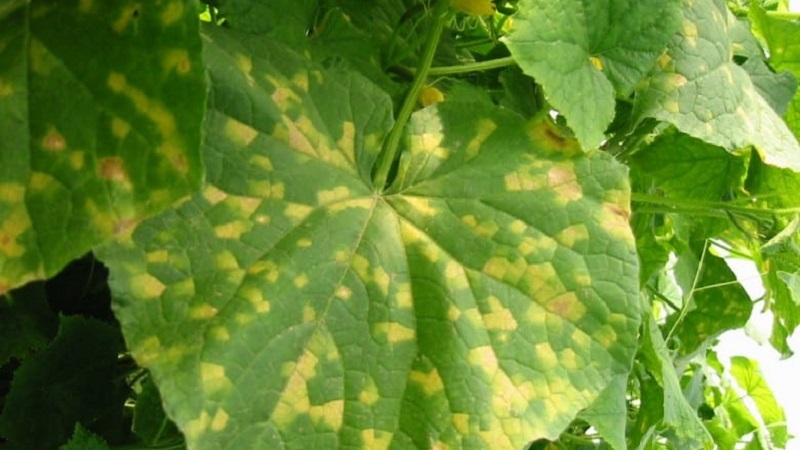 Prévention de l'apparition et méthodes efficaces de traitement de la péronosporose chez les concombres