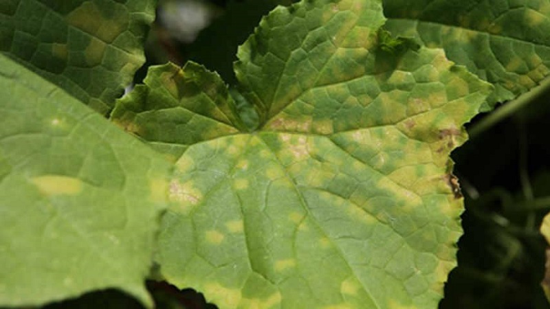 Prévention de l'apparition et méthodes efficaces de traitement de la péronosporose chez les concombres