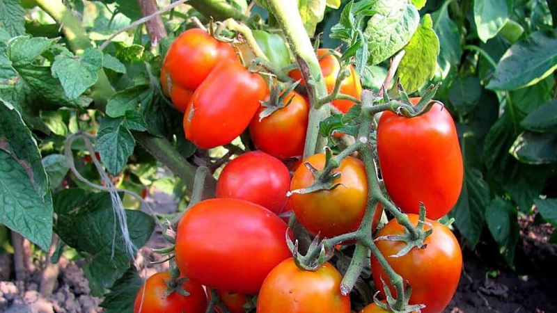 Une variété précoce, idéale pour un climat frais - Tomate Buyan et instructions pour la cultiver
