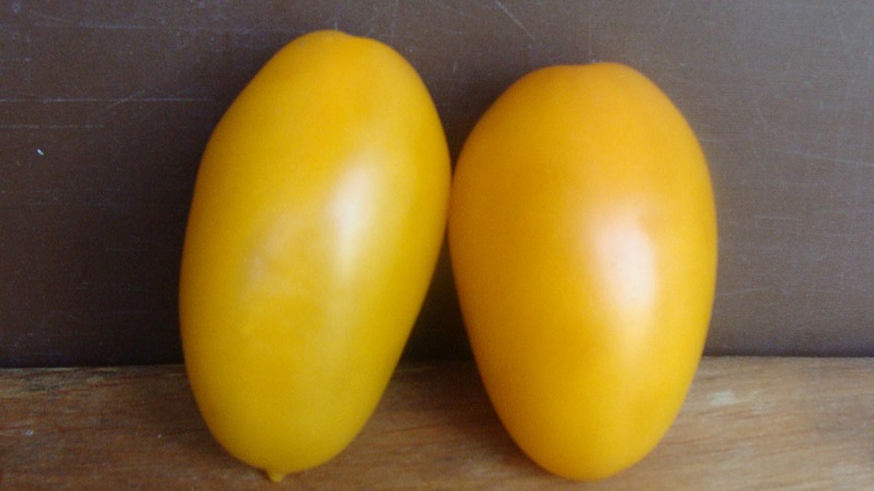 Une variété précoce, idéale pour un climat frais - Tomate Buyan et instructions pour la cultiver