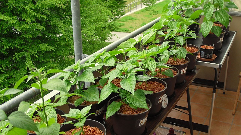 Guide de culture du poivron de balcon: étape par étape: obtenez une bonne récolte sans quitter votre maison