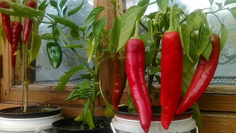 Guide de culture du poivron de balcon: étape par étape: obtenez une bonne récolte sans quitter votre maison