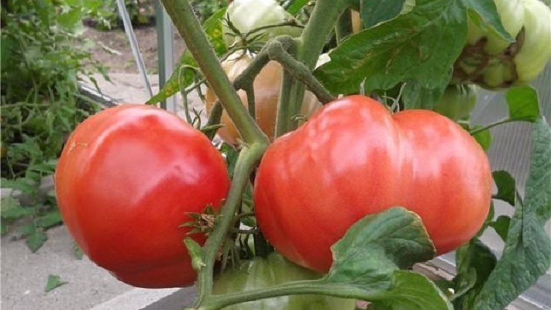 Un guide pour cultiver une tomate bogatyr russe dans un champ ouvert ou une serre pour les jardiniers débutants