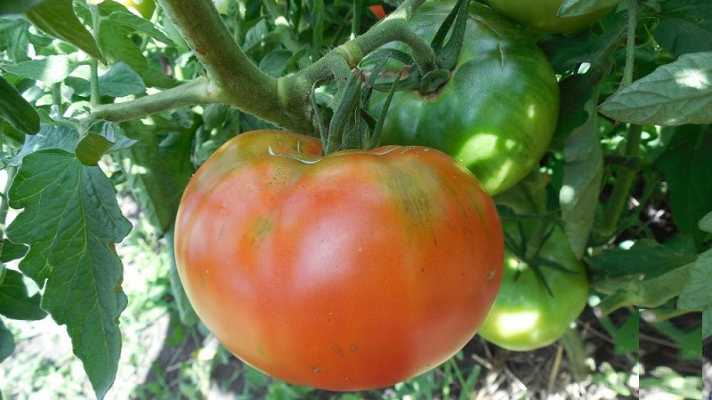 Un guide pour cultiver une tomate bogatyr russe dans un champ ouvert ou une serre pour les jardiniers débutants